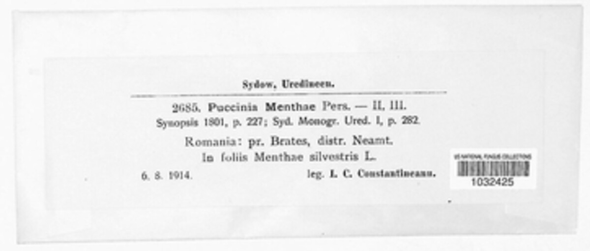 Puccinia menthae image